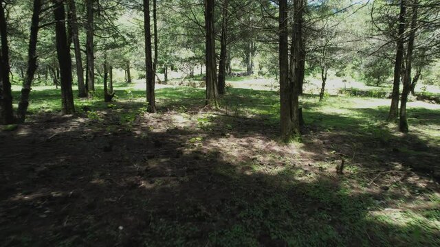 passing near the trees inside the forest