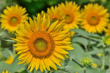 Fototapeta premium ヒマワリの花（Sunflower）