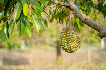 Durian tree, Fresh durian fruit on tree , Durians are the king of fruits