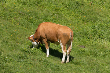 Cow grazing on the green organic pasture in the rural Austrian agricultural landscape. Natural...