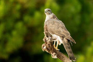 Adult female Northern goshawk in her favorite watchtower in a pine forest