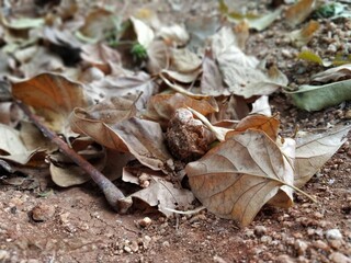 dry leaves brown soil small stones green