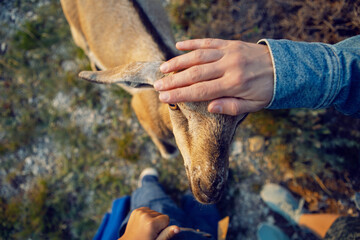 boy a child of four years 4 walks with goats on a mountain in Dagestan during sunset