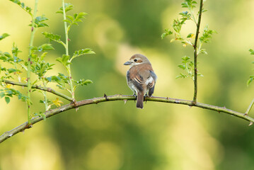 Red-backed shrike female with last daylight on her favorite perch