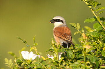 Male Red-backed shrike at her favorite watchtower within her breeding territory with the first light of dawn