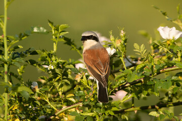 Male Red-backed shrike at her favorite watchtower within her breeding territory with the first light of dawn