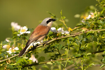 Male Red-backed shrike at her favorite watchtower within her breeding territory with the first light of dawn