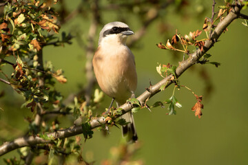 Fototapeta premium Adult male Red-backed shrike in its breeding territory with the first light of dawn