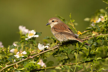 Female Red-backed shrike at her favorite watchtower within her breeding territory with the first...