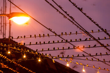 Bird migration in city.