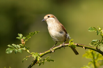 Female Red-backed shrike at her favorite watchtower within her breeding territory with the first light of dawn