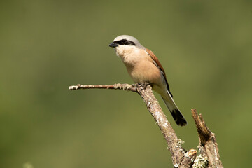 Obraz premium Red-backed shrike male with the first light of dawn in his breeding territory