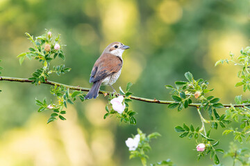 Red-backed shrike female with last daylight on her favorite perch