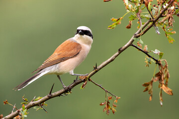 Male Red-backed shrike at her favorite watchtower within her breeding territory with the first light of dawn