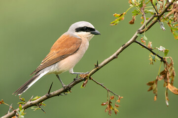 Male Red-backed shrike with the first light of dawn at his favorite watchtower in the breeding season