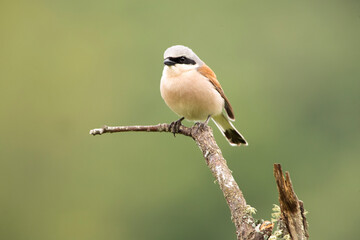 Adult male Red-backed shrike at his favorite watchtower on a rainy day