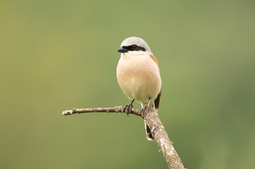 Adult male Red-backed shrike in its breeding territory with the first light of dawn