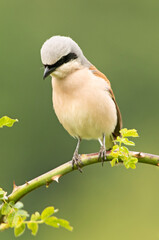 Male Red-backed shrike at her favorite watchtower within her breeding territory with the first light of dawn