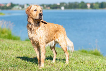 Wet Golden labrador dog staying near the water.happy Labrador retriever. Water is near.Copy space.