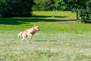 Naklejka na ściany i meble Golden retriever dog running summer day field.Labrador retriever dog outdoors in the nature on a grass meadow sunny day