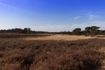 Obraz premium trees in the field