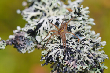 Listspinne (Pisaura mirabilis) auf Flechten an einem Baum