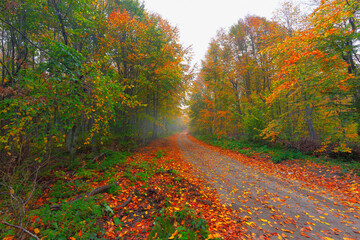 Fototapeta premium The national park in Bolu, which should be seen in autumn. (Yedigöller Milli Parkı). Bolu, Istanbul, Turkey.