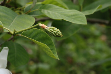 White magnolia flowers.
