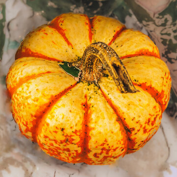 A closeup of an autumn colored gourd, squash or pumpkin.