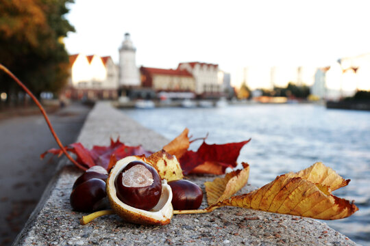 Many chestnuts are lying on the ground in autumn in the Fish Village in Kaliningrad.