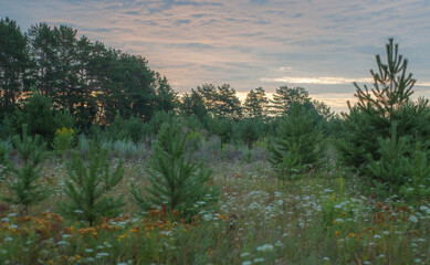 Sunrise over a flower meadow
