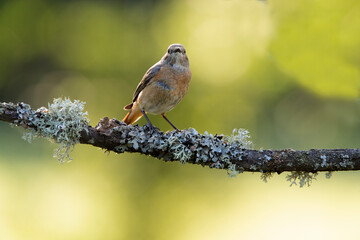 Common redstart female in her breeding territory in the last light of day