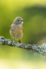 Common redstart female in her breeding territory in the last light of day