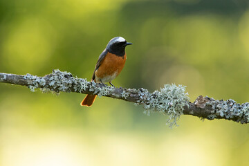 Common redstart male in her breeding territory in the last light of day