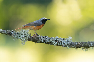 Common redstart male in her breeding territory in the last light of day