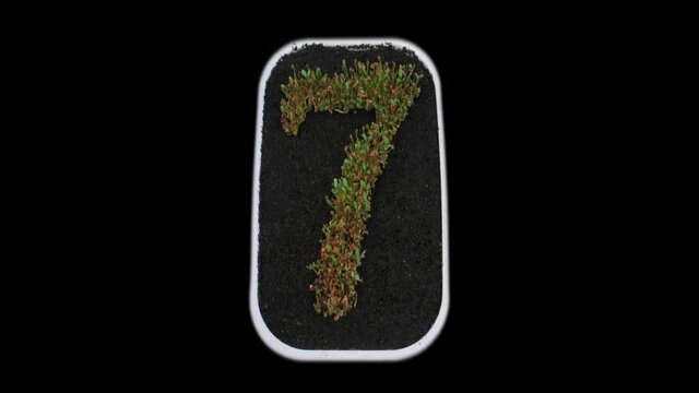 Time-lapse of growing number 7 (seven) from seeds to leaves 2x3 in PNG+ format with ALPHA transparency channel isolated on black background
