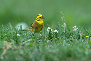 Male Yellowhammer in his breeding territory in the last light of day