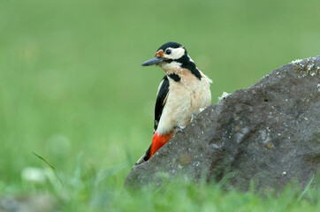 Female Great spotted woodpecker in an oak forest with the last lights of the day