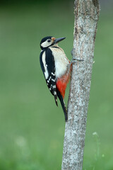 Female Great spotted woodpecker in an oak forest with the last lights of the day