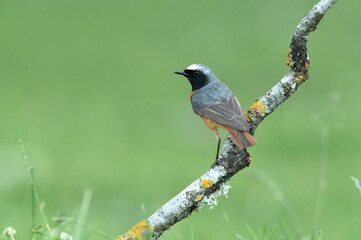 Male Common redstart with last daylight in an oak forest