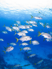 School of Horse-eye jack (Grand Cayman, Cayman Islands)