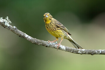 Adult female Yellowhammer with the last evening lights on her favorite perch