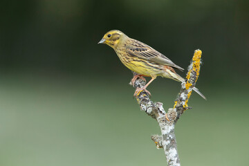 Adult female Yellowhammer with the last evening lights on her favorite perch