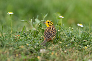 Male Yellowhammer in his breeding territory in the last light of day