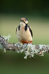 Female Great spotted woodpecker in an oak forest with the last lights of the day