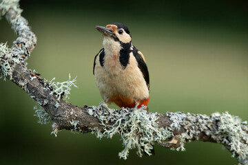 Female Great spotted woodpecker in an oak forest with the last lights of the day