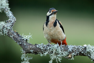 Female Great spotted woodpecker in an oak forest with the last lights of the day