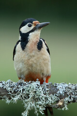 Female Great spotted woodpecker in an oak forest with the last lights of the day