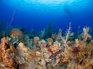 Fototapeta na wymiar Coral reef (Grand Cayman, Cayman Islands)