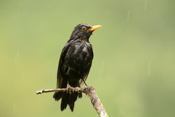 Common blackbird male in the rain with the first light of day trying to dry his plumage